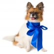 Papillon dog breed with a blue bow