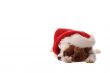 Cavalier King Charles Spaniel in Santa Hat