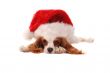 Cavalier King Charles Spaniel in Santa Hat