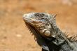 Iguana
