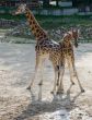african Giraffe