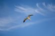 sea gull