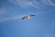 sea gull