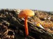 Beautiful toadstool