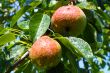 ripening pears