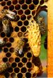 Caring for the larvae of bees and their mistress