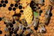 Life and reproduction of bees