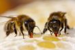 The process of converting nectar to honey