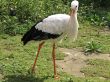 white Stork