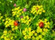 Ladybugs on hemlock or omega