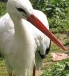 Stork