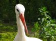 white Stork