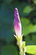 purple morning glory