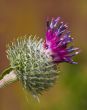 burdock