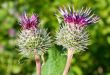 burdock