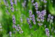 beautiful lavender