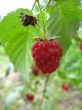 red raspberry is ripe and so useful and very tasty