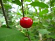 the red berry of cherry
