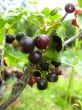 black berries of currant 