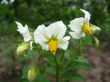  white flowers of potato