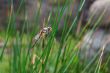 dragonfly sitting on a blade