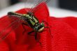 dragonfly on red