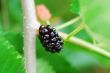 black mulberry