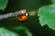 adybug sitting on a bough