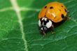ladybug macro view