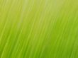 Grass - Taken with Speed