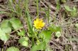 Yellow flower on the green grass