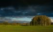birchwood in field