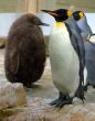 penguins