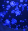 Medusas