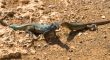 Iguana 