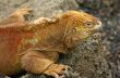 Iguana 