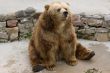 brown bear