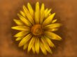 Yellow Daisy