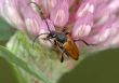 Longicorn beetle on a flower. 