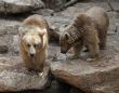 Syrian bear
