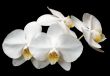 Orchids