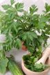 Parsley (Petroselinum crispum)