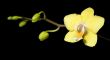 Orchids