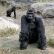 Gorillas
