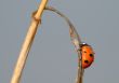 Ladybird on a blade of grass