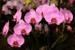 Orchids