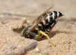 Wasp Bembex rostratus with prey