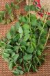 Burnet (Saguisorba officialis).
