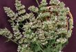 catmint (Nepeta cataria)