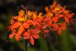 Orchids